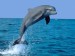 delfíně